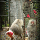 Image for article titled The psychological test that Darwin first invented